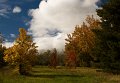 autumn leaves 2
